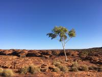 Wanderung zum Sonnenaufgang im Kings Canyon