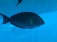 Tagesausflug zum Great Barrier Reef - Expedition mit dem Halbtauchboot