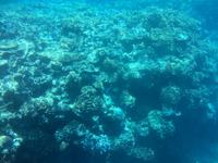 Tagesausflug zum Great Barrier Reef - Expedition mit dem Halbtauchboot
