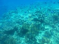 Tagesausflug zum Great Barrier Reef - Expedition mit dem Halbtauchboot