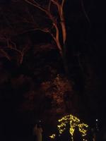 Flames of the Forest Dinner