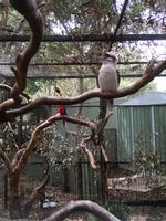 Featherdale Wildlife Park - Lachender Hans