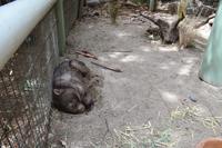 Featherdale Wildlife Park - Ein schläfriger Wombat