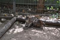 Featherdale Wildlife Park - Kängurus