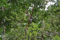 Featherdale Wildlife Park - Koalas