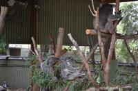 Featherdale Wildlife Park - Koalas