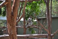 Featherdale Wildlife Park - Koalas