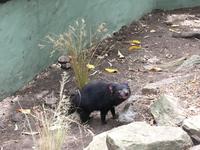 Featherdale Wildlife Park - Tasmanischer Teufel