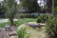 Featherdale Wildlife Park - Salzwasserkrokodil