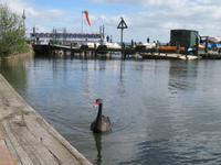 Rotorua - Schwarzer Schwan