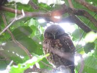 Kapiti Island - Ruru, der Kuckuckskautz