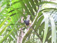 Kapiti Island - Futterstelle - Stichbird