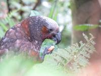 Kapiti Island - Kaka