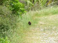 Kapiti Island - Baby Pukeko