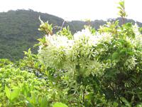 Kapiti Island - Klemattis
