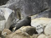 Abel Tasman Nationalpark - Seebären
