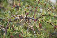 Calafate-Beeren