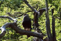 Caracara/Carancho