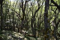 Wald unterhalb der Laguna Huemul