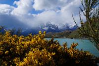 Ginster vor Torres del Paine-Massiv