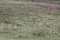 Kampf der Guanaco-Hengste