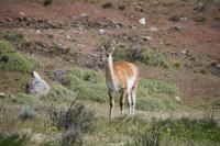 Guanaco - man sieht fast, wie weich das Haar ist