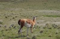 patagonischer Wind wird im Fell sichtbar