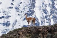 Guanaco vor Bergmassiv 