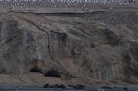 Seelöwen auf der Isla Marta