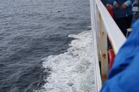 Delphin voraus