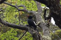 weiblicher Carpintero 