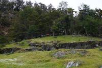 Pferde im Nationalpark