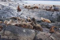 Seelöwen, Beagle Canal 