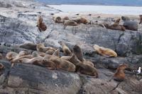 Seelöwen, Beagle Canal 