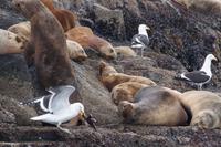 Die Tage des Seesterns sind gezählt 