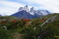 Notro, patagonischer Feuerstrauch vor Torres del Paine 