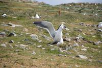 Kein Fregattvogel sondern ein 