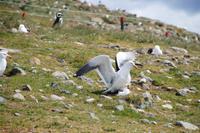 Paarung Dominikanermöwen 