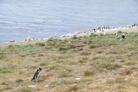 Nachbarn kann man sich nicht aussuchen: Pinguin, Domminikanermöwe und Kormorane 