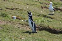 schreiender Magellan-Pinguin
