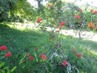 Botanischer Garten Cienfuegos (2)