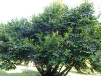 Botanischer Garten Cienfuegos (12)