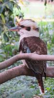 Kookaburra 