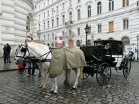 Zu Wien gehören auch die Fiaker