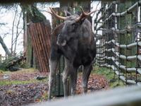 Elch im Skansen, Stockholm