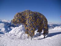 Bär am Weisshorn Gipfel