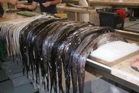 Espada, der schwarze Degenfisch (3)