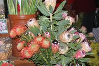 Proteen in der Markthalle