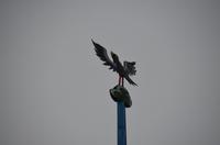 Der Spatz auf dem Maibaum