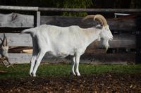 Bin ich nicht schön ?